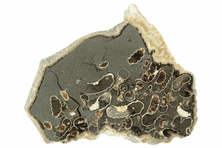 Polished Ammonite (Promicroceras) Slab - Marston Magna Marble #211323